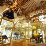 Harvard Museums of Science & Culture