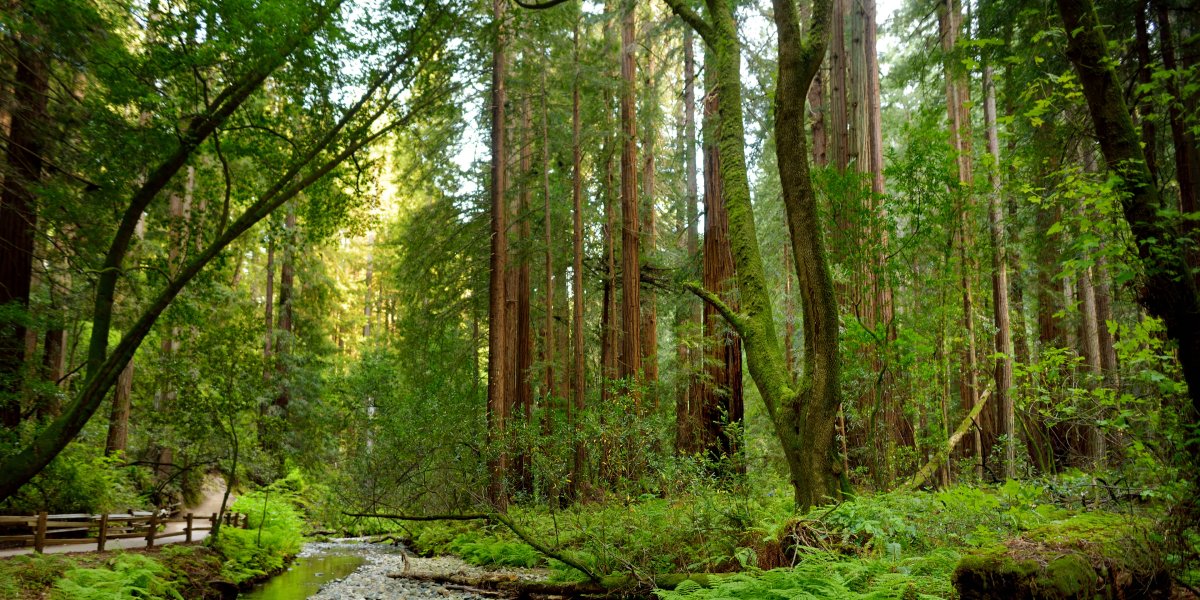 Muir Woods 